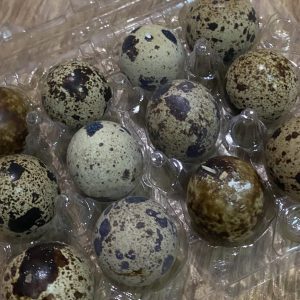 Инкубационное яйцо перепела Техас